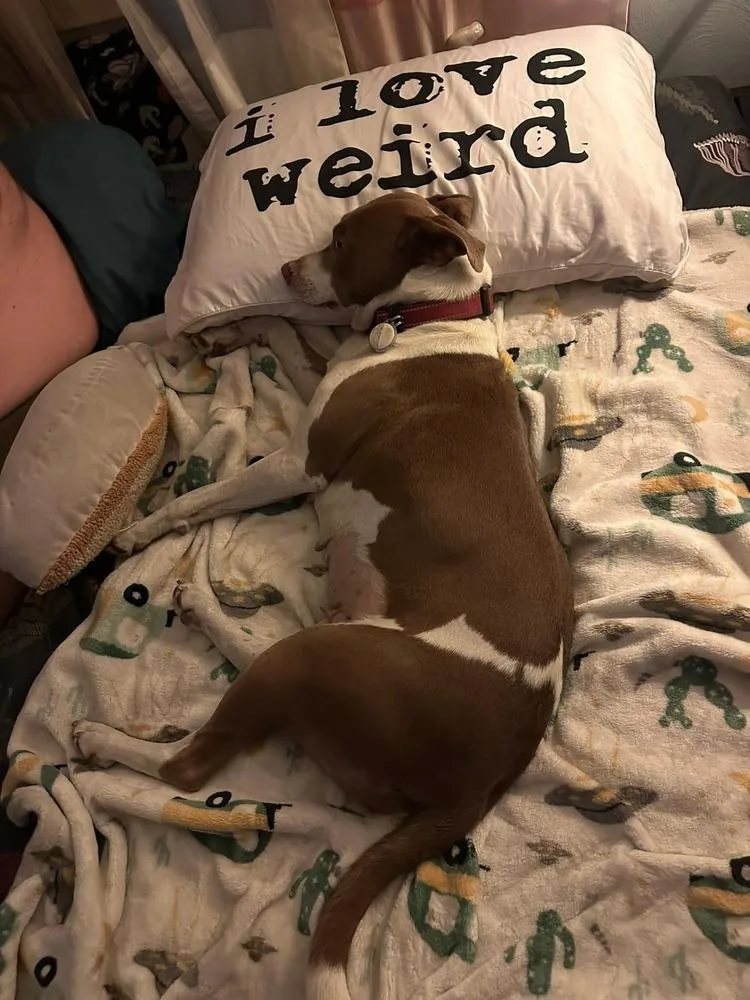 Rhaenyra thumbnail 3