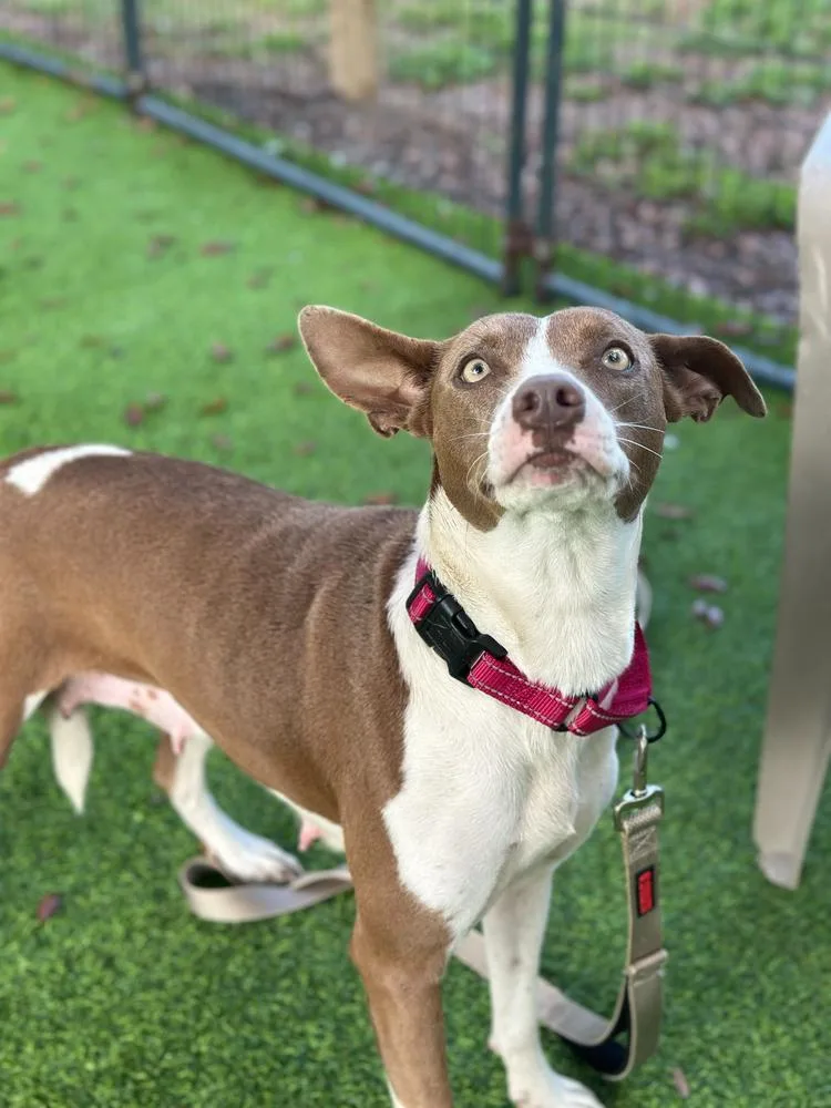 Rhaenyra thumbnail 4