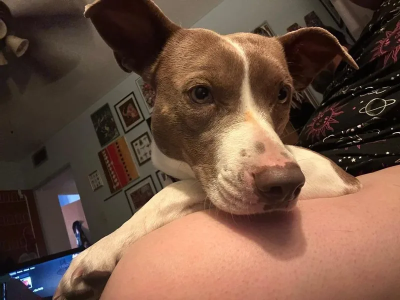 Rhaenyra thumbnail 5