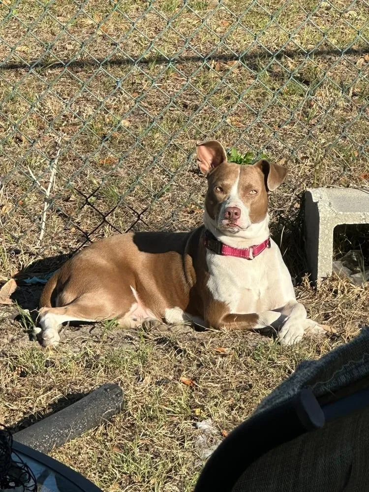 Rhaenyra thumbnail 6