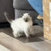 A baby small-sized female Cream / Ivory Domestic Short Hair cat named Pop C for adoption in Princeton, MN