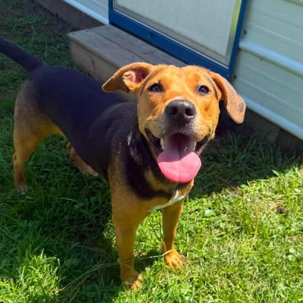 An adult medium-sized female Black Hound dog named Millie for adoption in Wilmington, NC