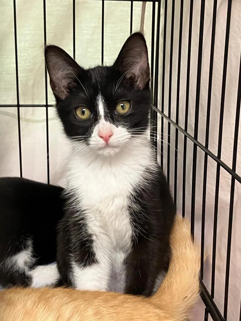 A baby small-sized male Domestic Medium Hair cat named Fender for adoption in Lunenburg, MA