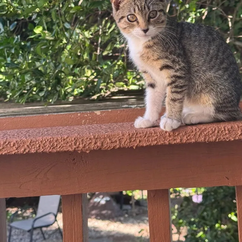 A baby small-sized female Tabby (Buff / Tan / Fawn) Domestic Short Hair cat named Lucky for adoption in Bayonne, NJ