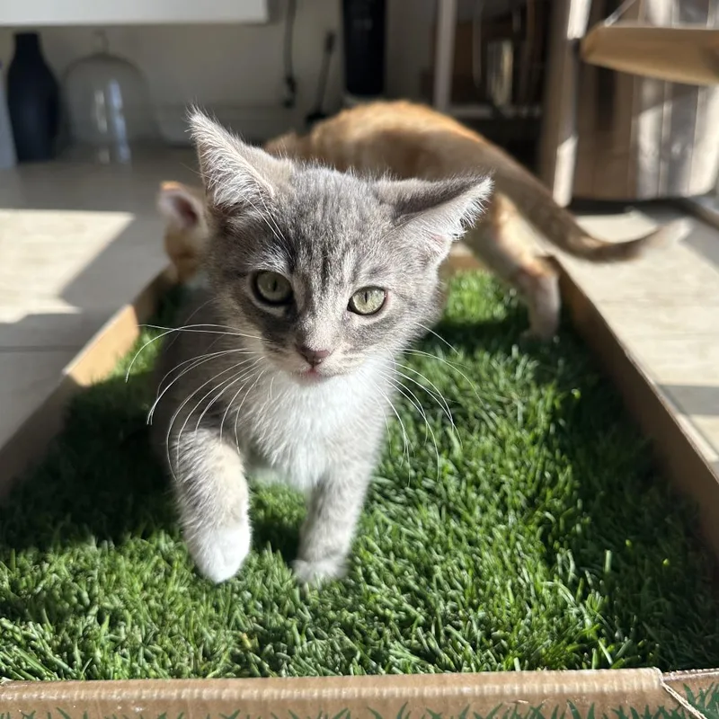 A baby small-sized female Gray / Blue / Silver Domestic Short Hair cat named Ritz Cracker for adoption in Long Beach, CA
