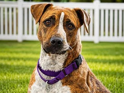 An adult medium-sized female Brown / Chocolate Mixed Breed dog named Clover for adoption in Georgetown, TX