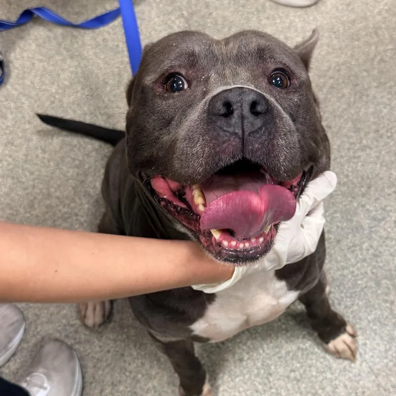 An adult large-sized male Gray / Blue / Silver Mixed Breed dog named John Pork for adoption in Jacksonville, FL
