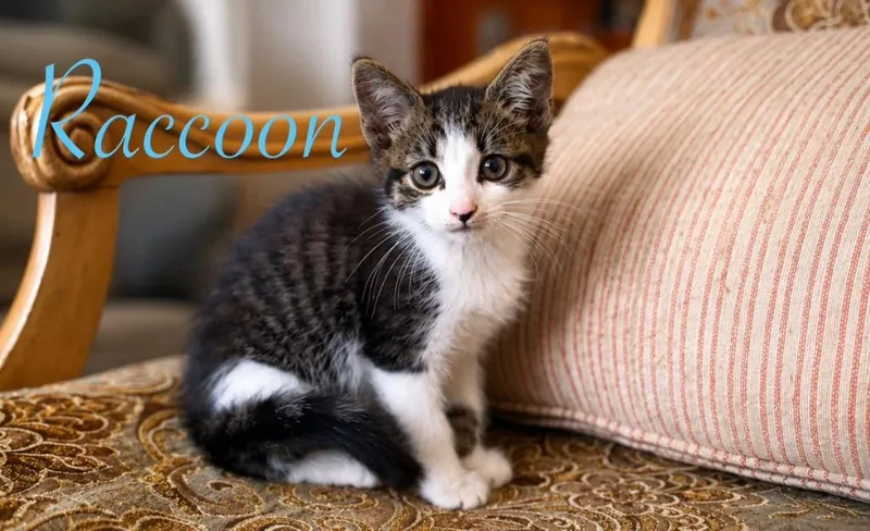 A baby medium-sized female Domestic Short Hair cat named Racoon for adoption in Johnson City, TN