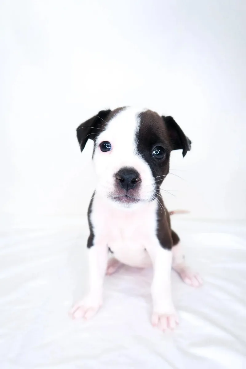A baby medium-sized female Black Pit Bull Terrier dog named YoYo for adoption in Bixby, OK