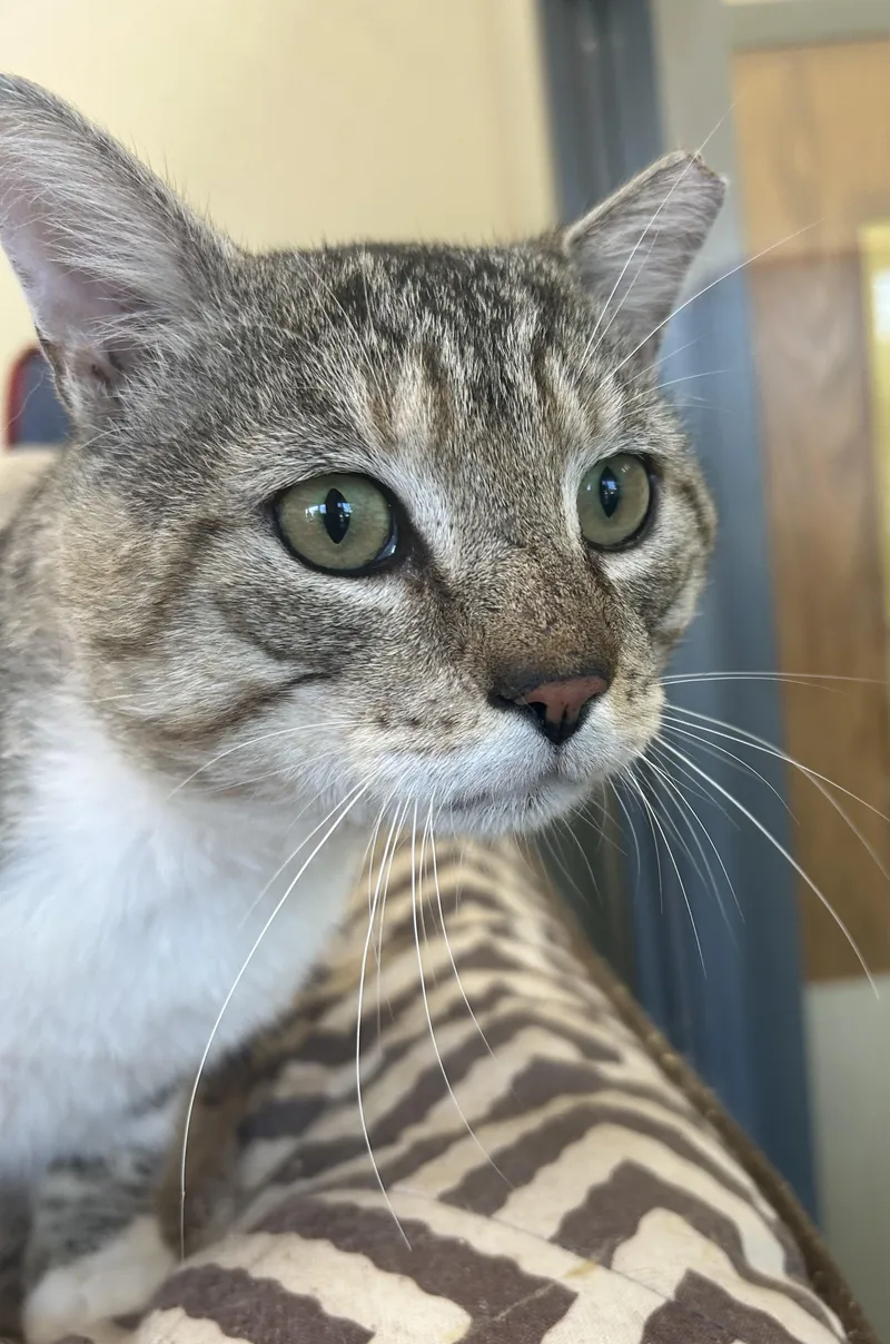 A young medium-sized male Brown / Chocolate Tabby cat named Fig for adoption in Lambertville, NJ