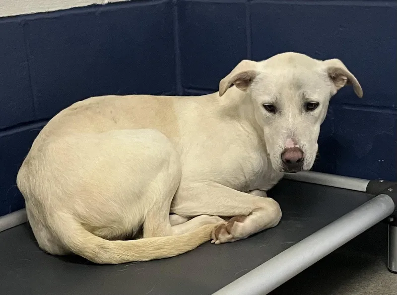 An adult medium-sized male Mixed Breed dog named Moose Year Male for adoption in Sterling, MA