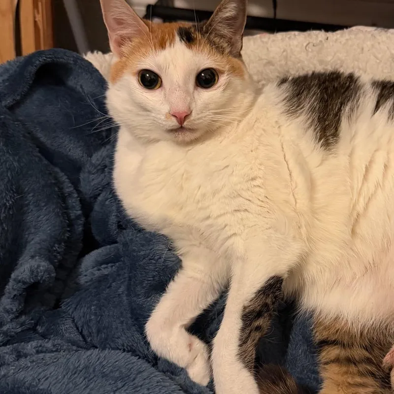 An adult medium-sized female Calico Domestic Short Hair cat named Eve for adoption in Hamburg, NY