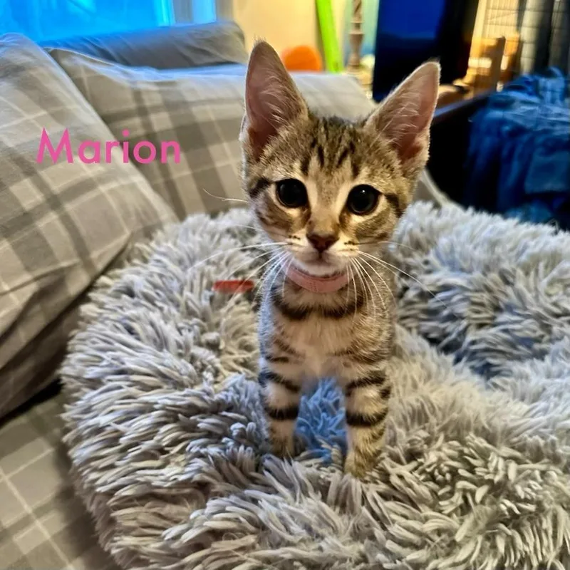 A baby small-sized female American Shorthair cat named Marion for adoption in Charlotte, MI