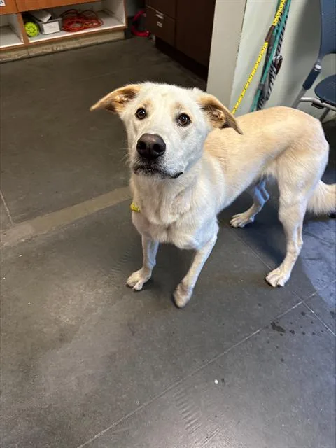 A young large-sized male Labrador Retriever dog named Blaze for adoption in Santa Cruz, CA