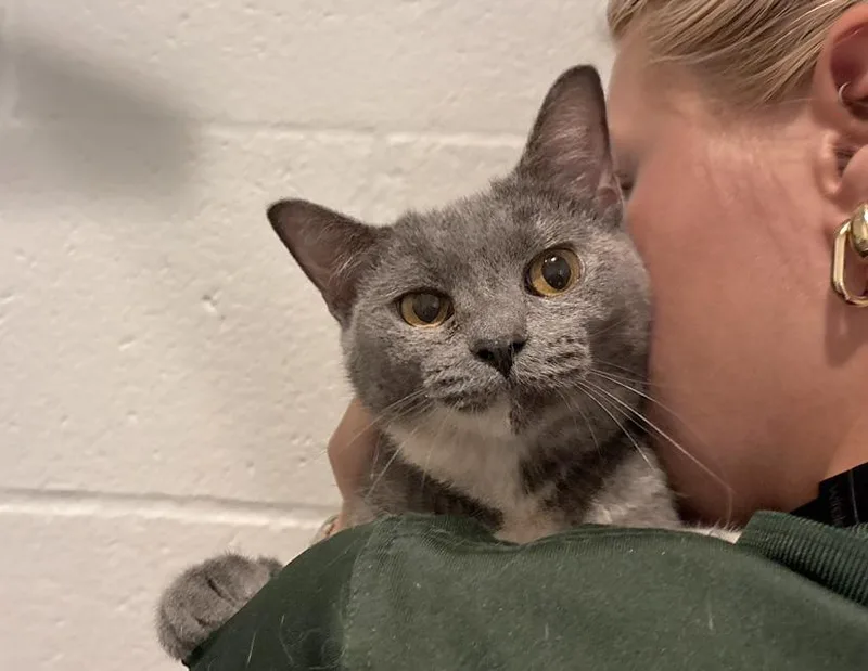An adult medium-sized female Gray & White Domestic Short Hair cat named Lenore Dove for adoption in Columbus, IN