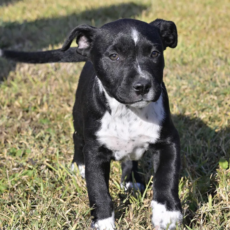 A baby medium-sized male Black Australian Cattle Dog / Blue Heeler named Gordy for adoption in Liverpool, TX
