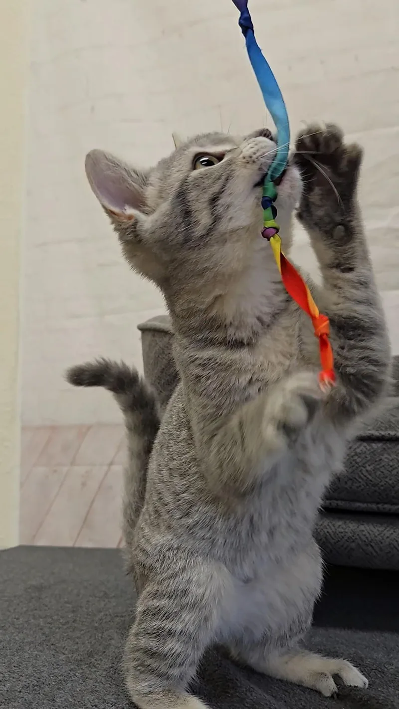 A baby medium-sized female Tabby (Gray / Blue / Silver) Domestic Short Hair cat named Charmin for adoption in Red Wing, MN