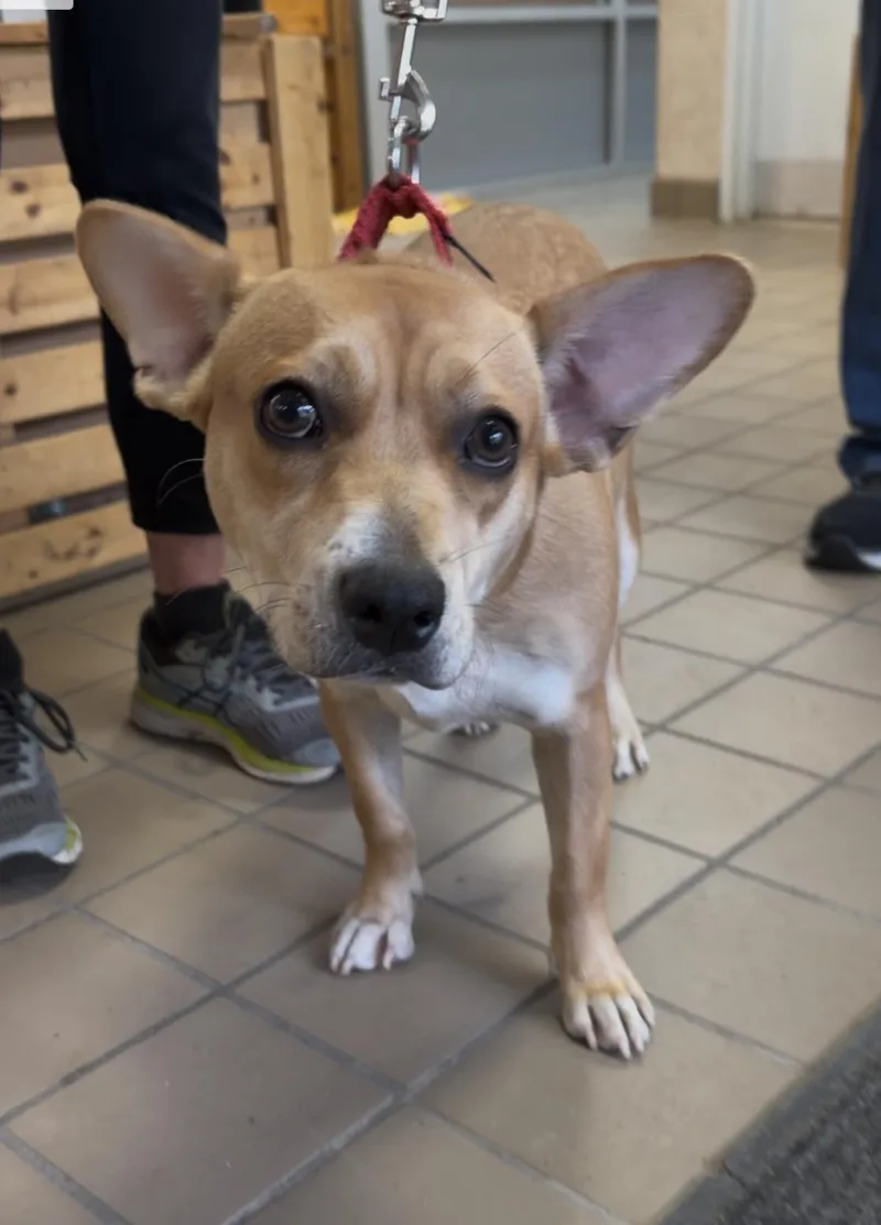 A young medium-sized female Yellow / Tan / Blond / Fawn Labrador Retriever dog named Noretta for adoption in Wantagh, NY