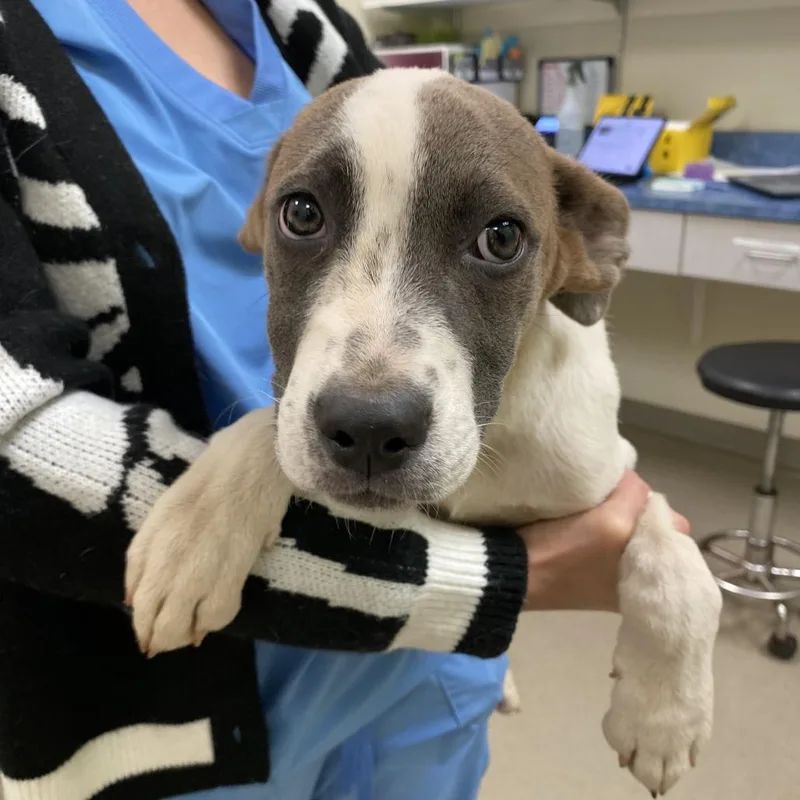 A baby small-sized female White / Cream American Staffordshire Terrier dog named Anastasia for adoption in Lynchburg, VA