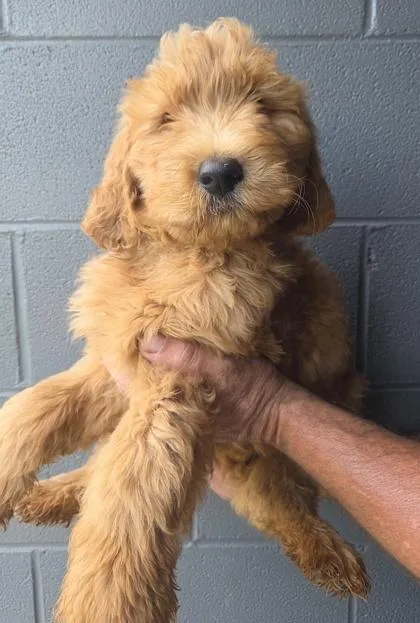 A baby large-sized male Golden Retriever dog named Twix for adoption in Malvern, PA