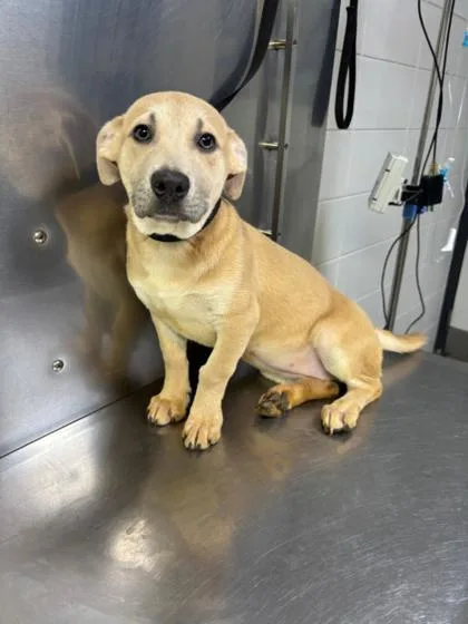 A baby medium-sized female Mixed Breed dog named Grubhub D for adoption in West Chester, PA