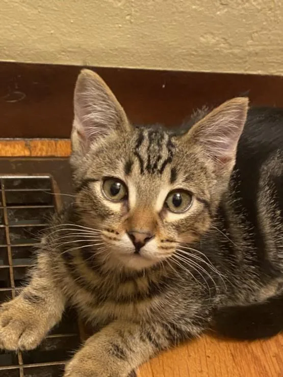 A baby small-sized male Domestic Short Hair cat named Otis for adoption in Santa Cruz, CA