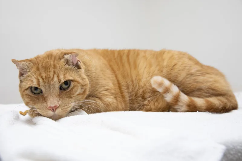 A senior extra large-sized male Orange / Red Domestic Short Hair cat named Sandy the Great Pumpkin for adoption in Montclair, NJ