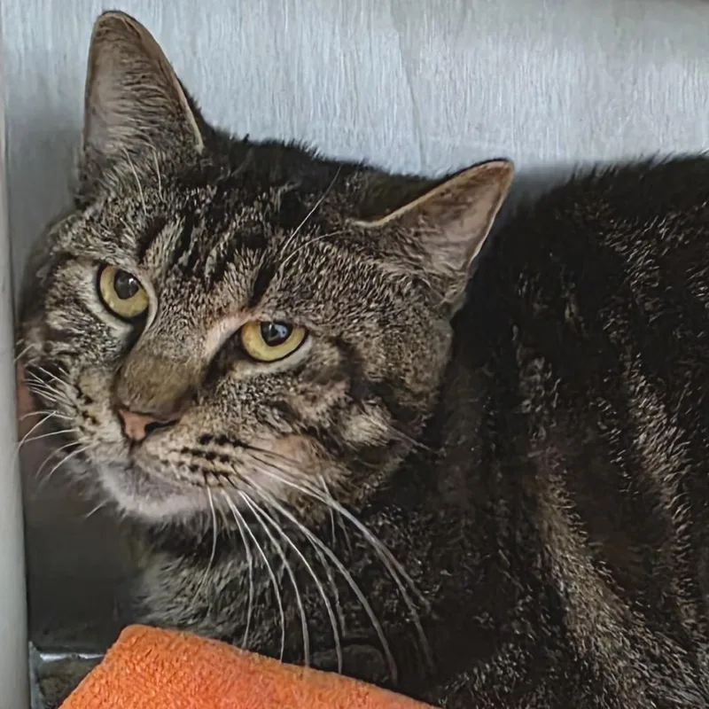 A young medium-sized male Brown / Chocolate Domestic Short Hair cat named Dimitri for adoption in Fort Wayne, IN