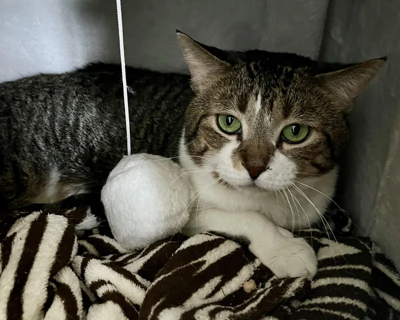 An adult medium-sized male Tabby (Brown / Chocolate) Domestic Short Hair cat named Hans for adoption in Seville, OH