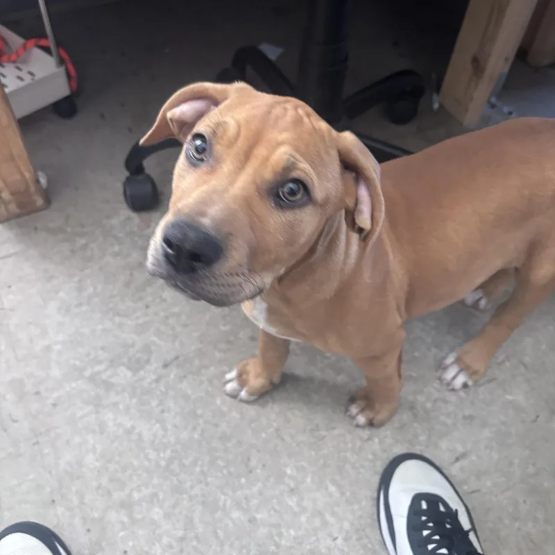 A baby medium-sized female Golden Labrador Retriever dog named Pop for adoption in Marion, NC