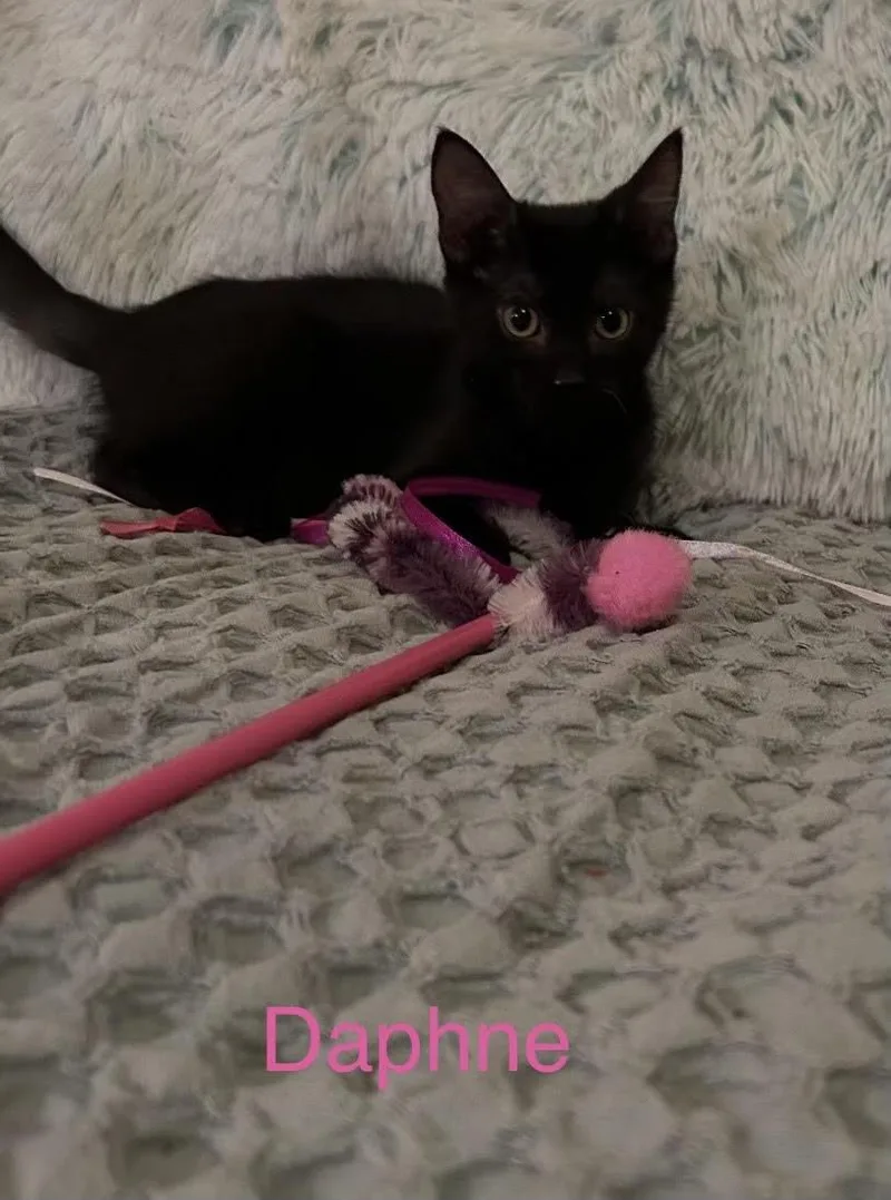 A baby medium-sized female Black Domestic Short Hair cat named Daphne for adoption in Herculaneum, MO