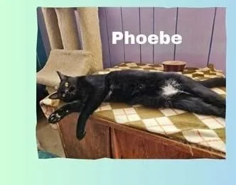 Phoebe thumbnail 3