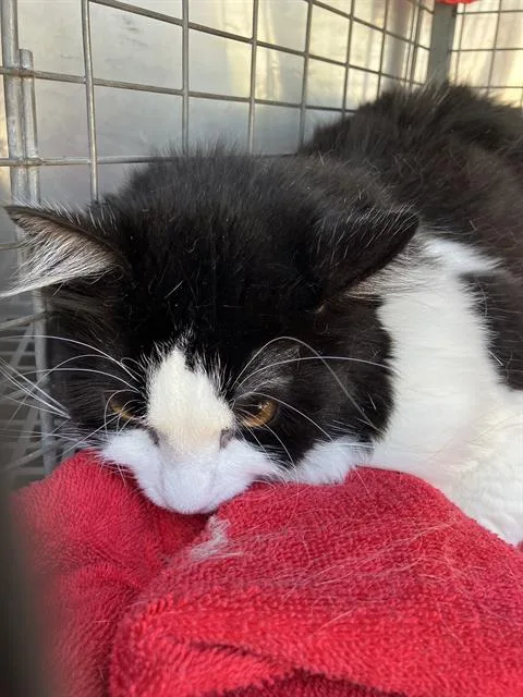 A senior large-sized female Domestic Short Hair cat named Missy for adoption in Dallas, TX