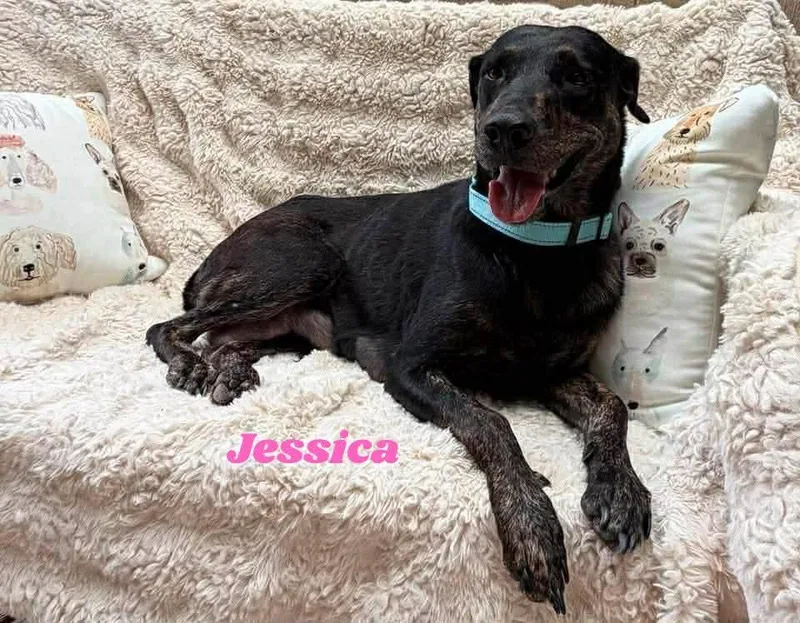 A baby large-sized male Black Plott Hound dog named Flopsy for adoption in Richmond, TX