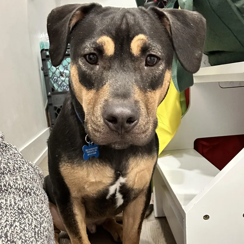 A young medium-sized male Pit Bull Terrier dog named Lucky for adoption in Martinez, CA