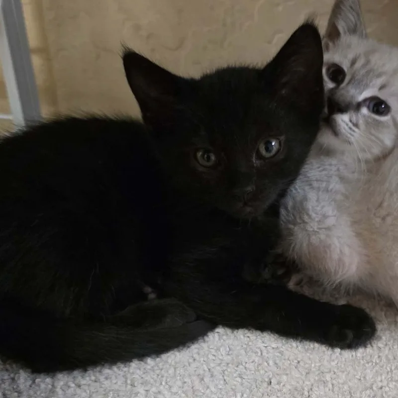 A baby medium-sized female Black Domestic Short Hair cat named Raven for adoption in San Anselmo, CA