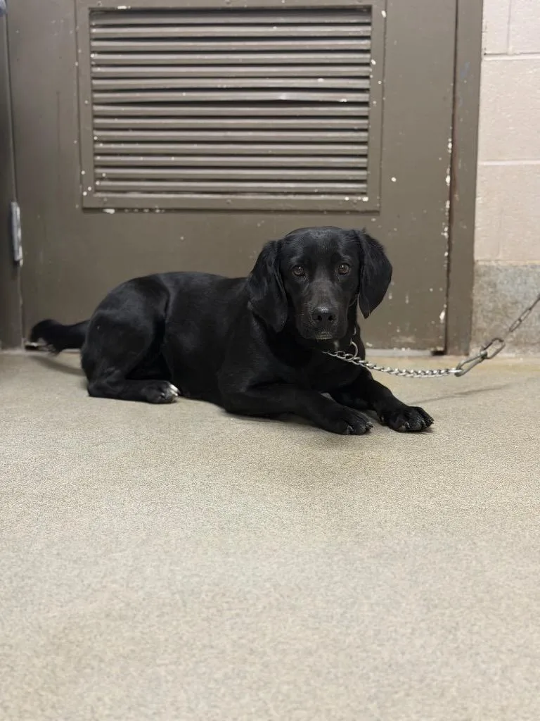 A young medium-sized female Labrador Retriever dog named Pokey for adoption in Hopkinsville, KY