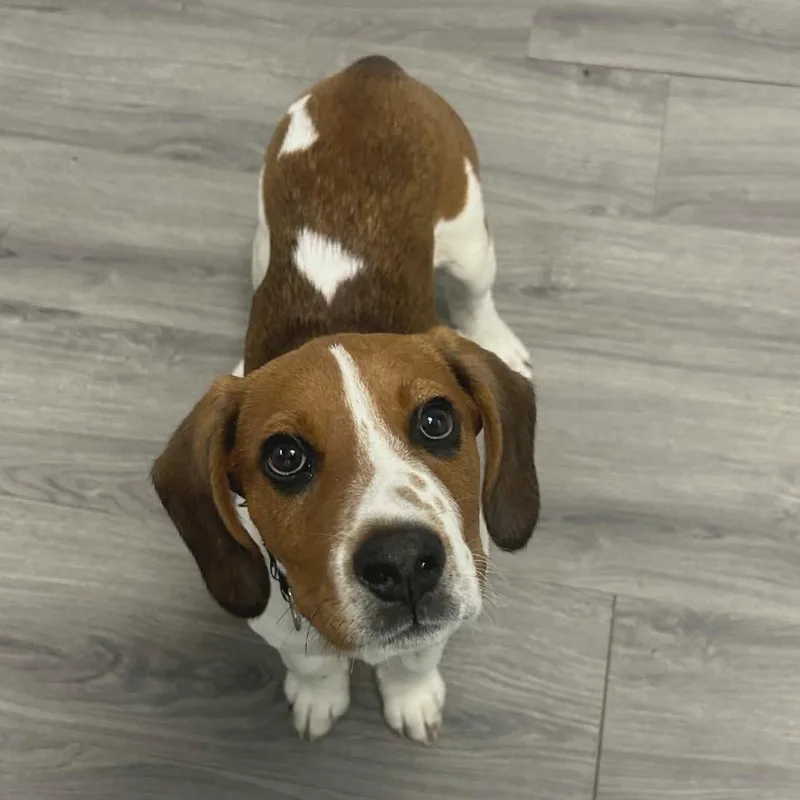 A baby small-sized male Red / Chestnut / Orange Beagle dog named Nutter Butter for adoption in Greenville, PA