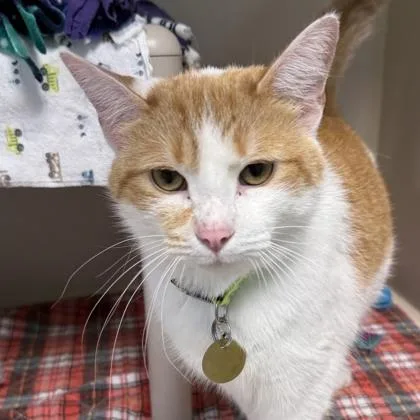An adult medium-sized female Orange & White Domestic Short Hair cat named Stevie for adoption in Lansing, MI