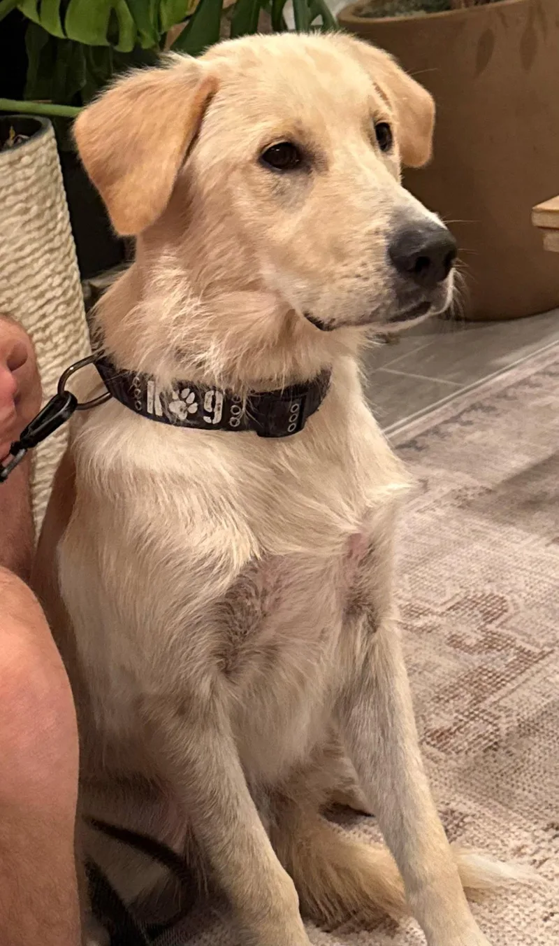 An adult medium-sized male Labrador Retriever dog named Bradley Cooper for adoption in Franklin, TN