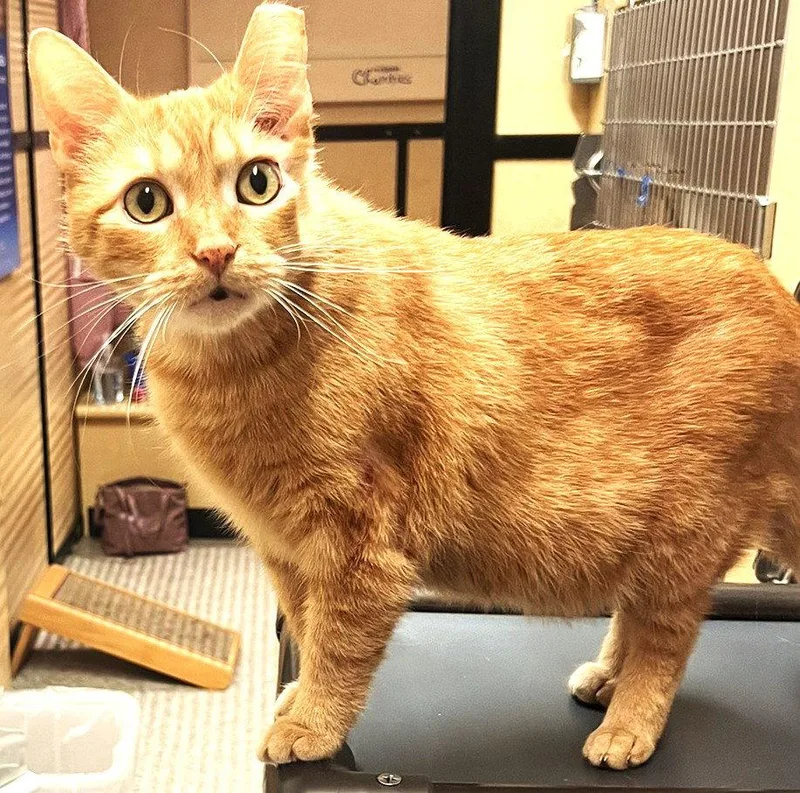 A young medium-sized female Orange & White Domestic Short Hair cat named Silvie & Louise Bonded for adoption in Herndon, VA