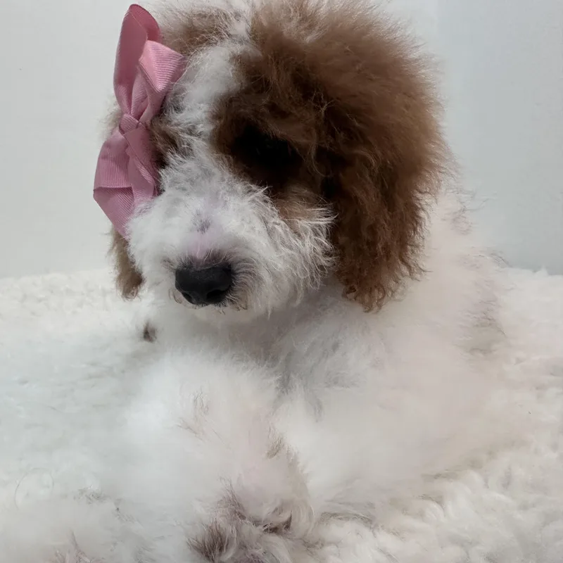 Gabriella thumbnail 2