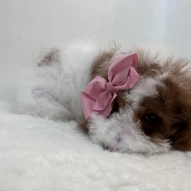 Gabriella thumbnail 3