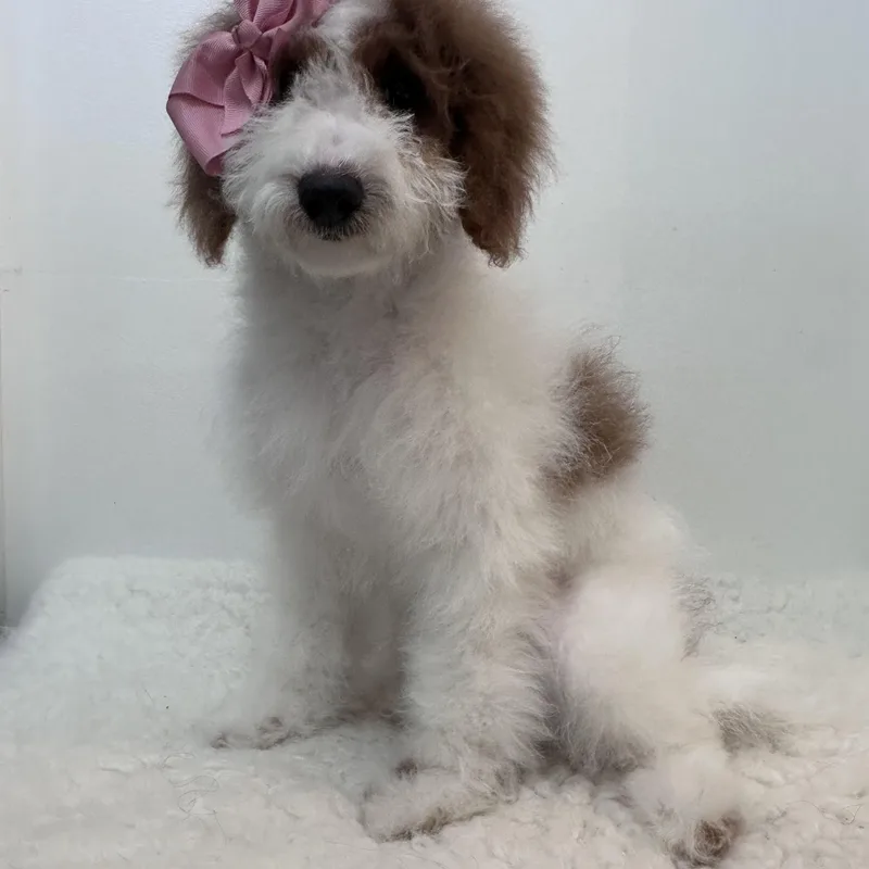 Gabriella thumbnail 4