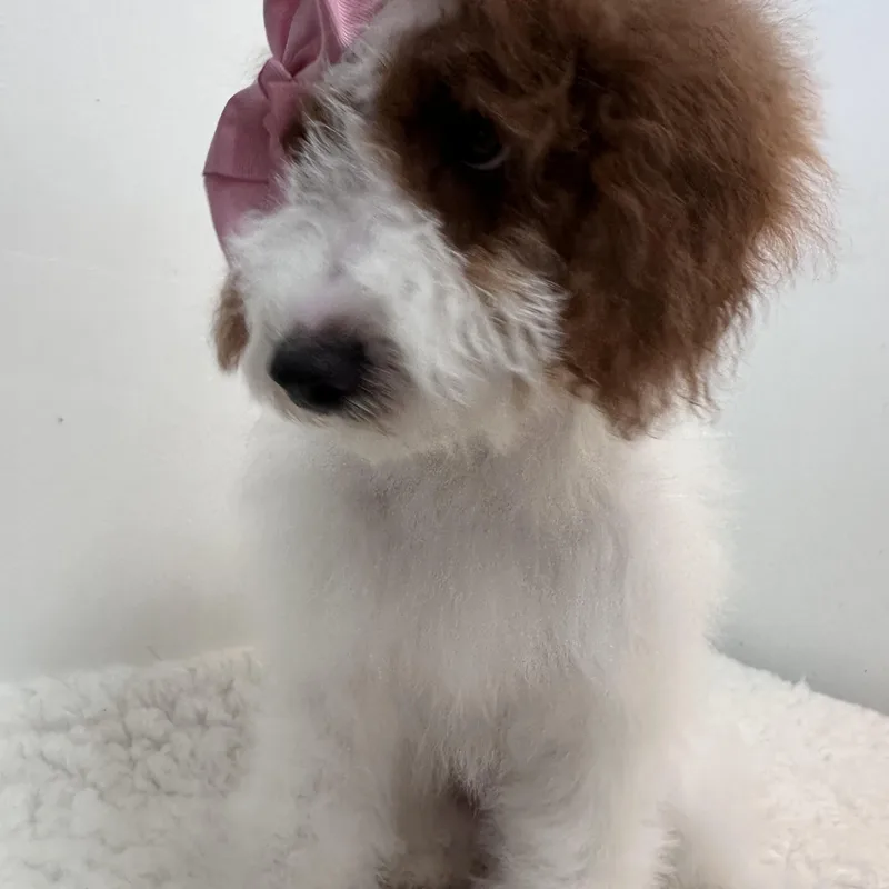 A baby small-sized female White / Cream Goldendoodle dog named Gabriella for adoption in Wrightstown, NJ