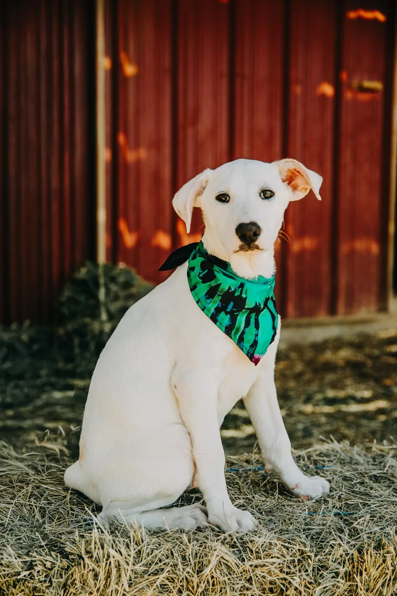 Maverick thumbnail 2