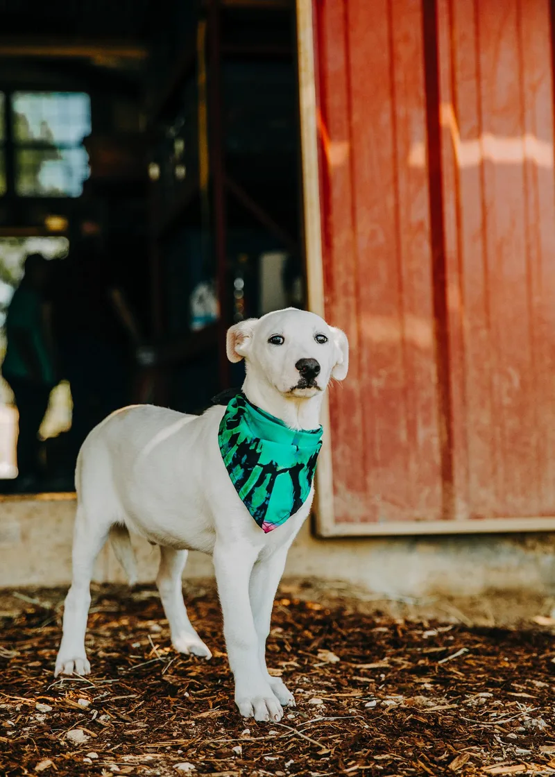 Maverick thumbnail 3