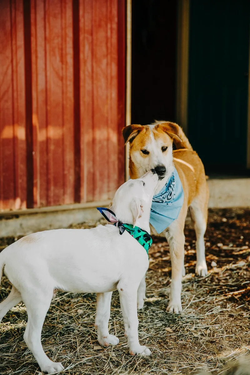 Maverick thumbnail 4