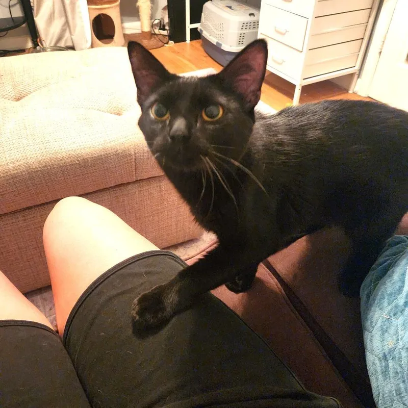 A young medium-sized male Black Domestic Medium Hair cat named Ziggy for adoption in Chantilly, VA