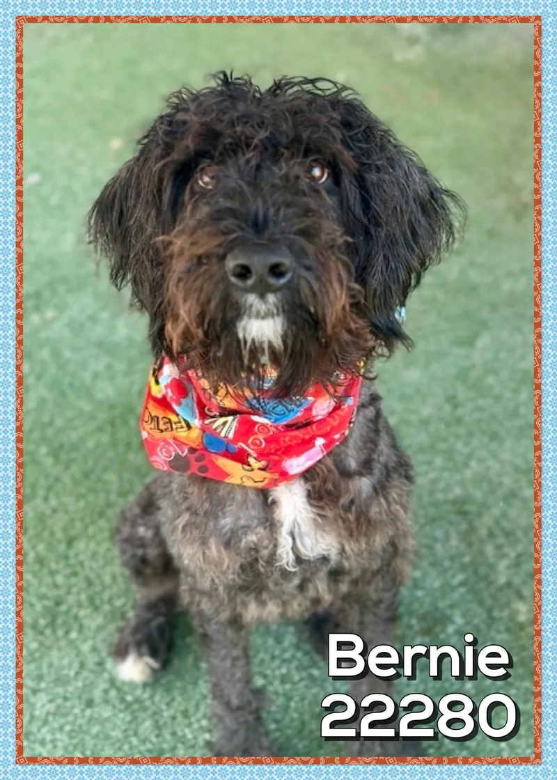 An adult medium-sized male Poodle dog named Bernie for adoption in Marietta, GA